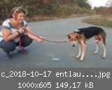 c_2018-10-17 entlaufener Hund 1.jpg