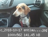 c_2018-10-17 entlaufener Hund 2.jpg